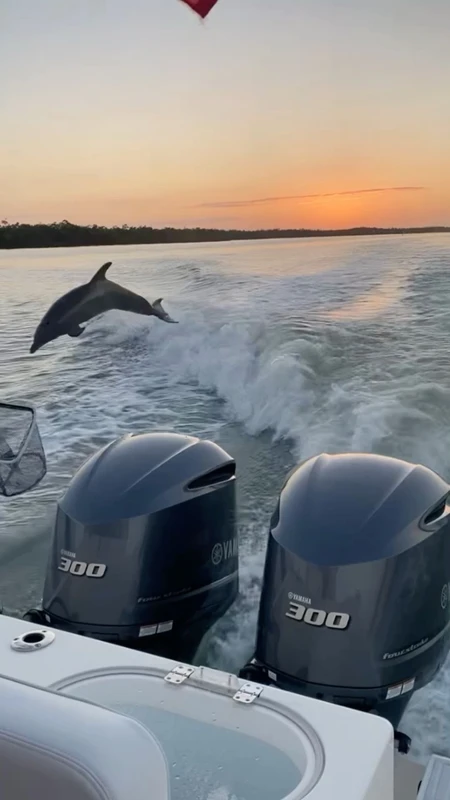 Встреча с дельфинами и снорклинг у побережья Хургады