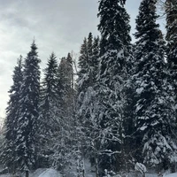 Фото отзыва 3: экскурсия "Однодневное джип-путешествие по Абхазии до озера Рица"