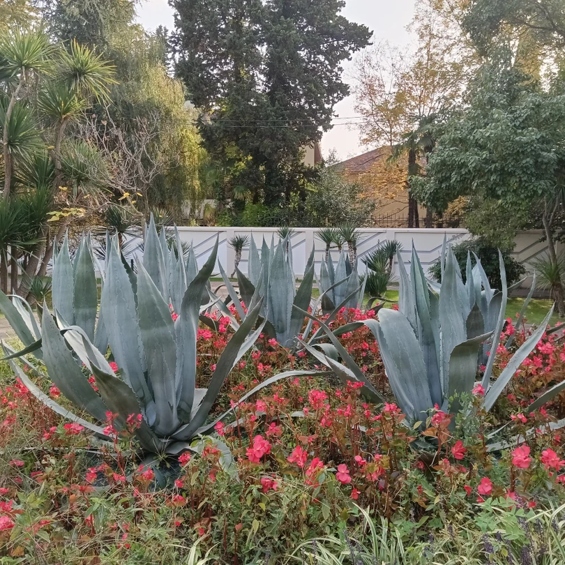 Неспешная прогулка с Владимиром показала Сочи не только городом - праздником, но и городом с великолепными