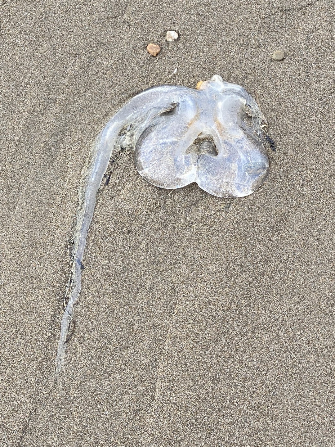 Побывав на экскурсии с гидом/водителем Дмитрием мы действительно открыли для себя остров Сахалин, узнав его историю