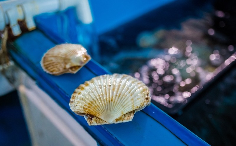Морские деликатесы острова Русский