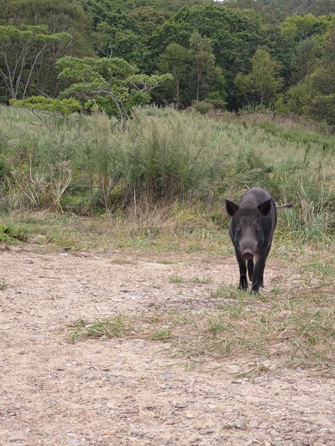 Прекраснейшая видовая прогулка. На катере по морю. Два великолепных девственно чистых острова. Я правда не дошла
