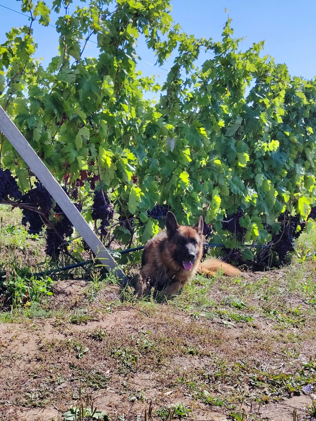 Великолепно провела время. Узнала много интересного и полюбовалась бесподобными пейзажами. Получила много положительных эмоций и красивых