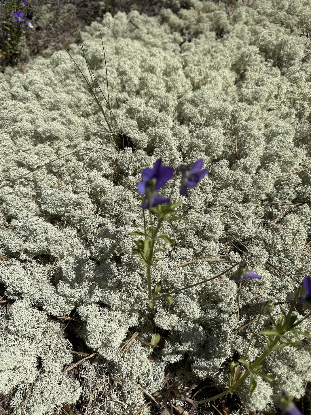 В субботу проплыли полный маршрут вокруг острова Хонкасало, хотя познакомились с каяком впервые. Для физически подготовленных