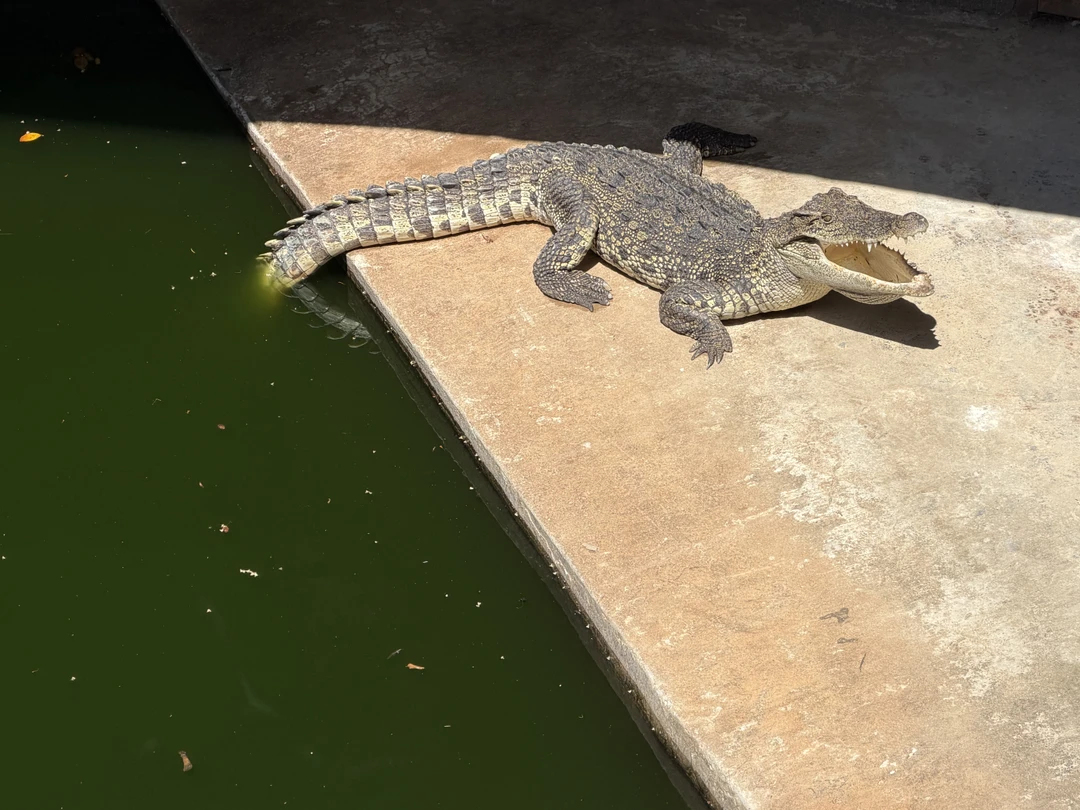 Экскурсию взяли в последний день перед вылетом, чтобы отшлифовать свои впечатления от Пхукета. Организация экскурсии на