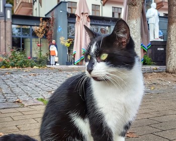 Куршская коса и Зеленоградск
