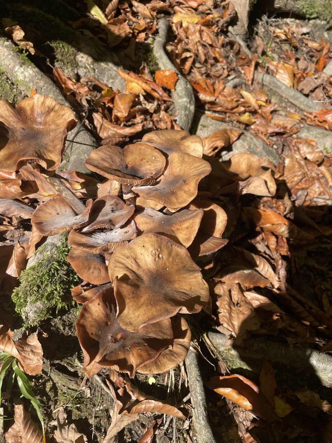 Александр профессиональный и очень увлеченный своей работой специалист!