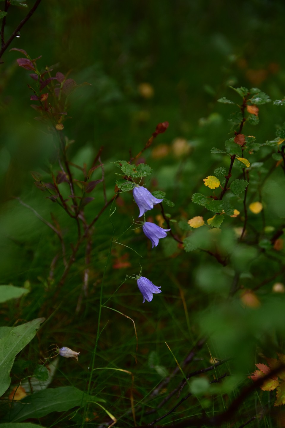 Наш запоздавший отзыв. Но как говорится лучше поздно, чем никогда.