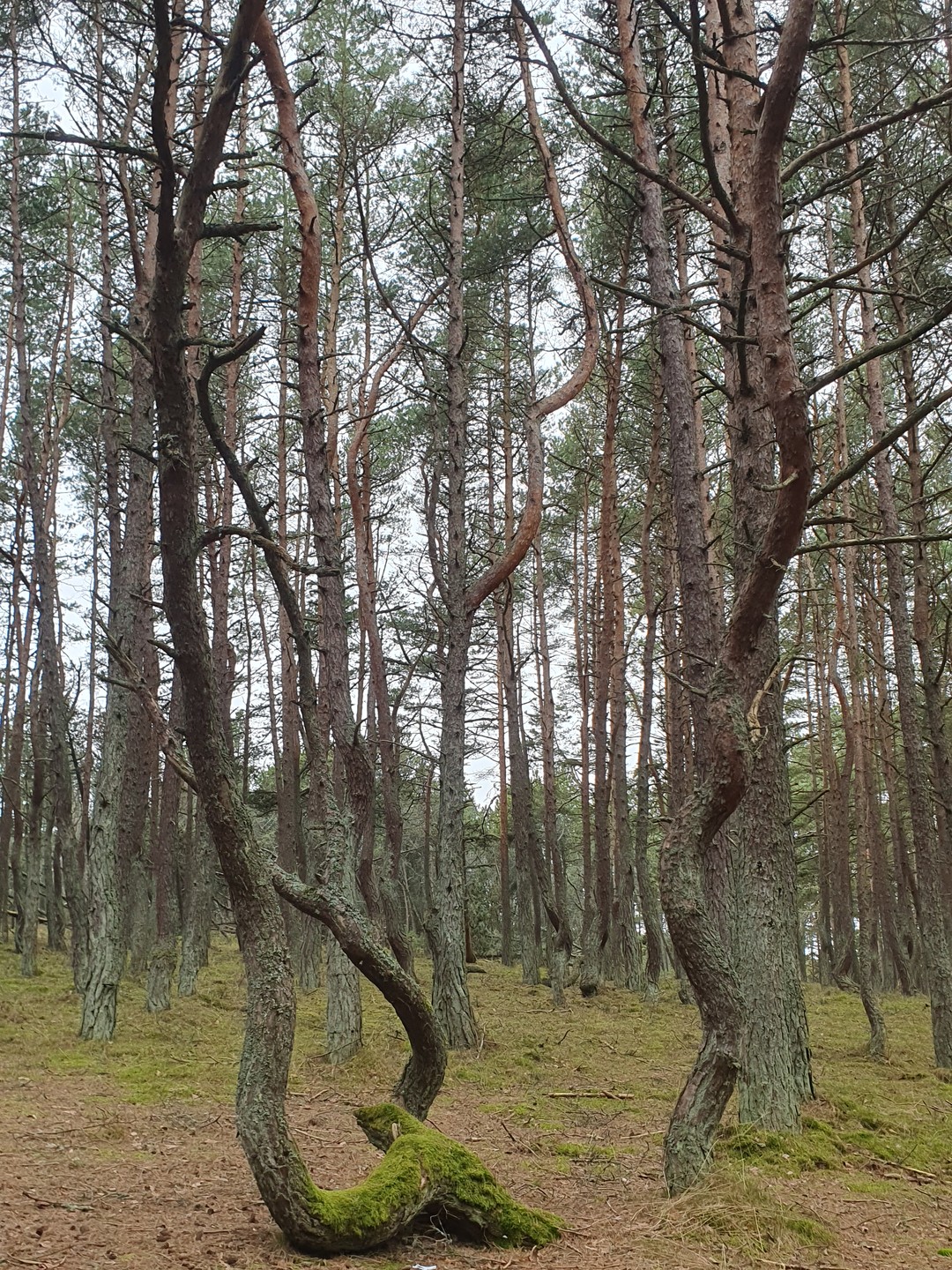 В первые были в Калининградской области. Посетили экскурсию с гидом-писателем Игорем Краснощековым на Куршскую косу. Игорь