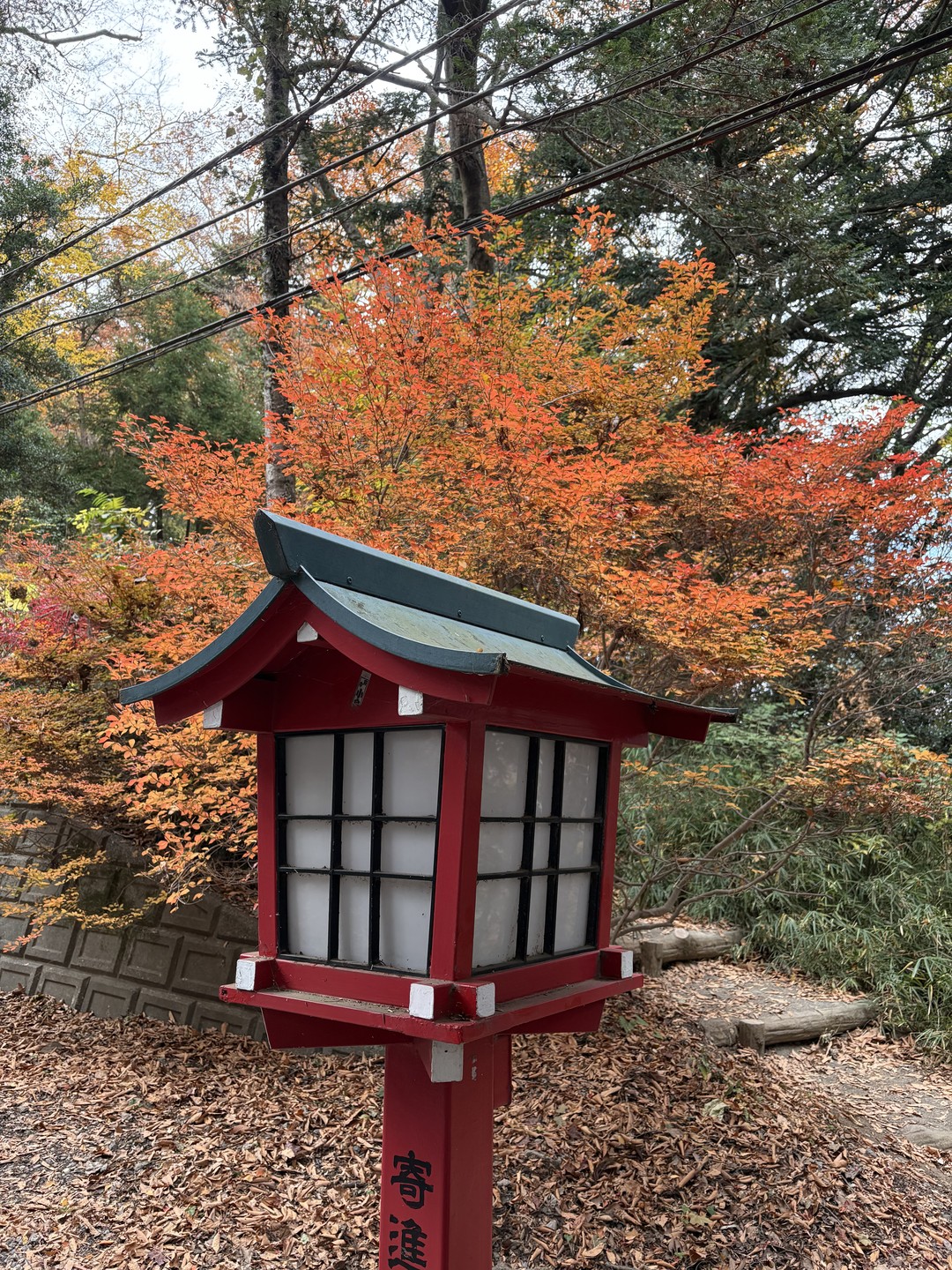 Нам очень понравилась экскурсия на гору Такао. Виды, открывающиеся с горы, компенсируют все физические сложности подъема