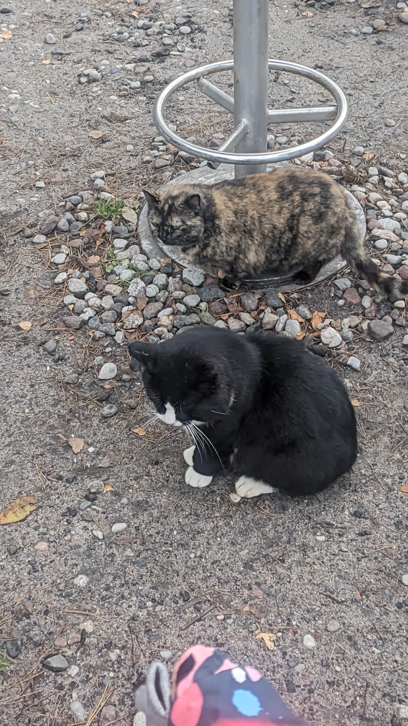 Очень понравилось