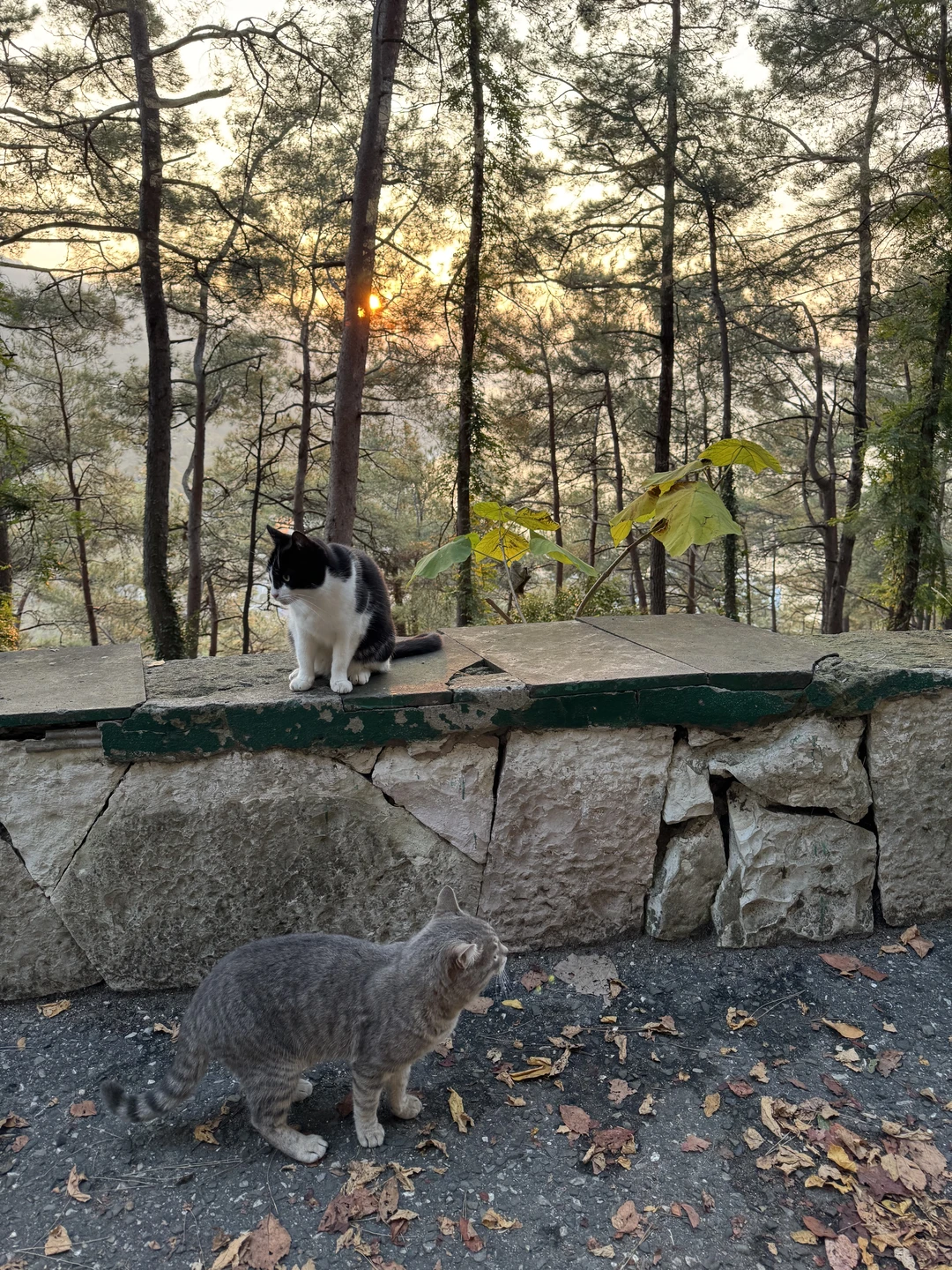 Это была восхитительная поездка по Абхазии!