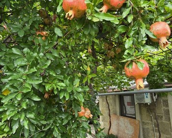 Тбилиси и древняя Мцхета