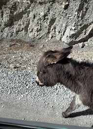 Фото отзыва 4: экскурсия "Горы зовут в Северную Осетию!"