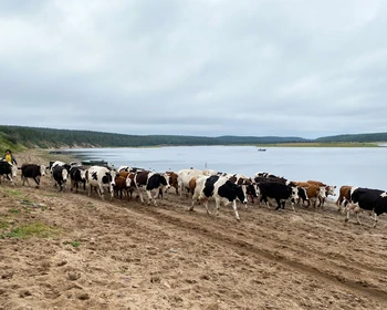 Поной - Сосновка - Никодимовский маяк - Стрельна