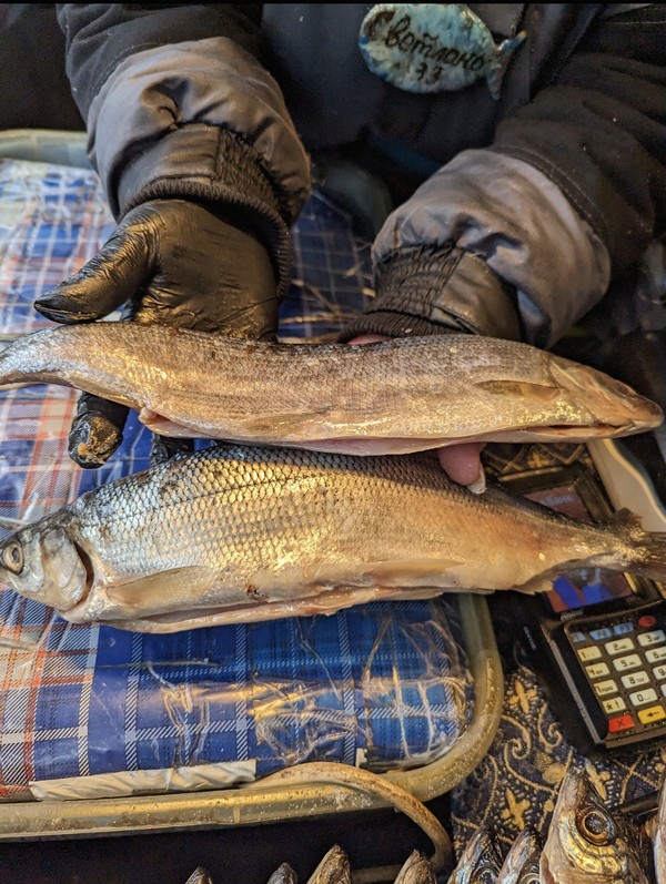 По Тобольску - самостоятельно с аудиогидом