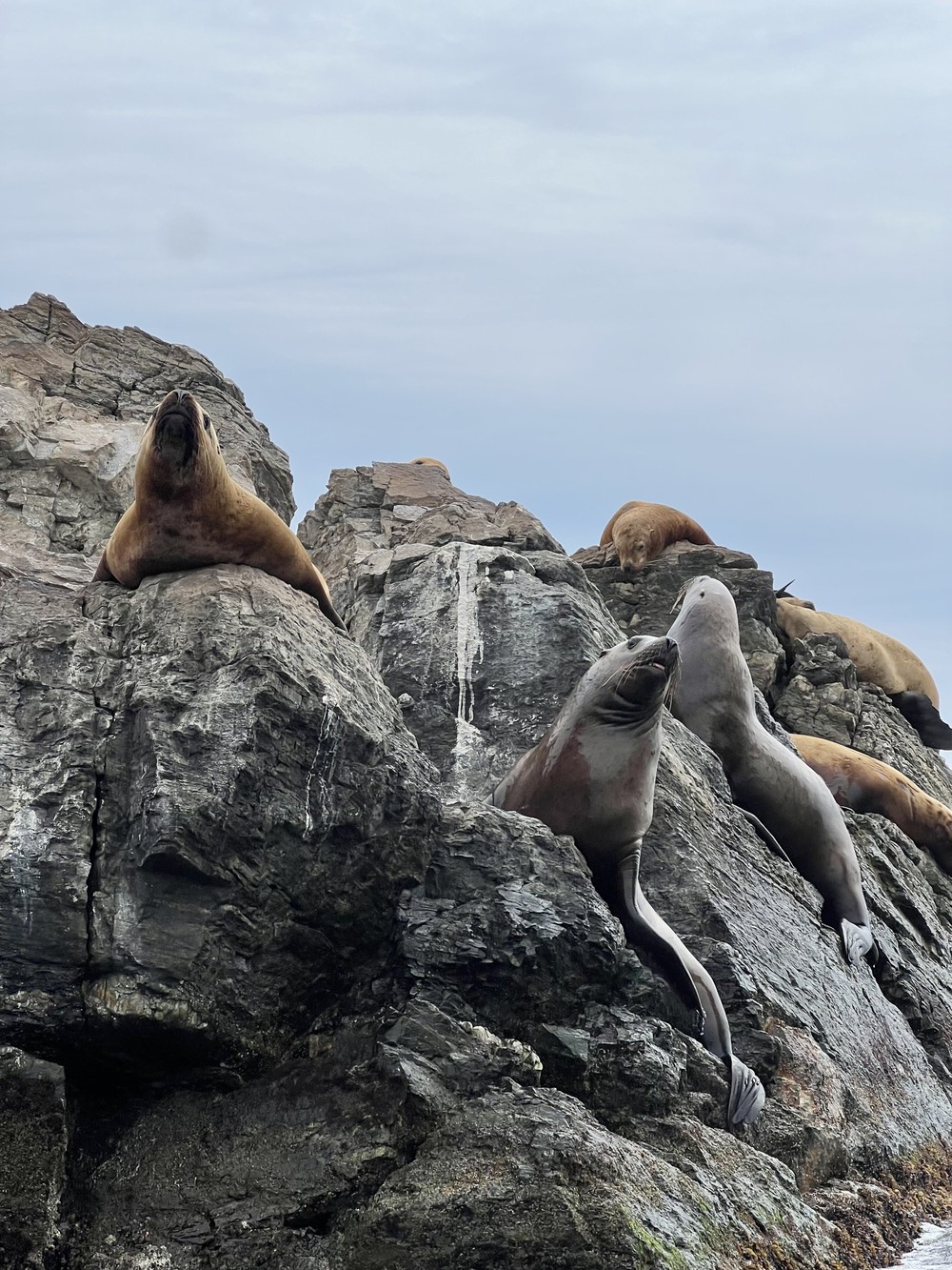 К нерпам и дальневосточным леопардам — из Владивостока (7/12)