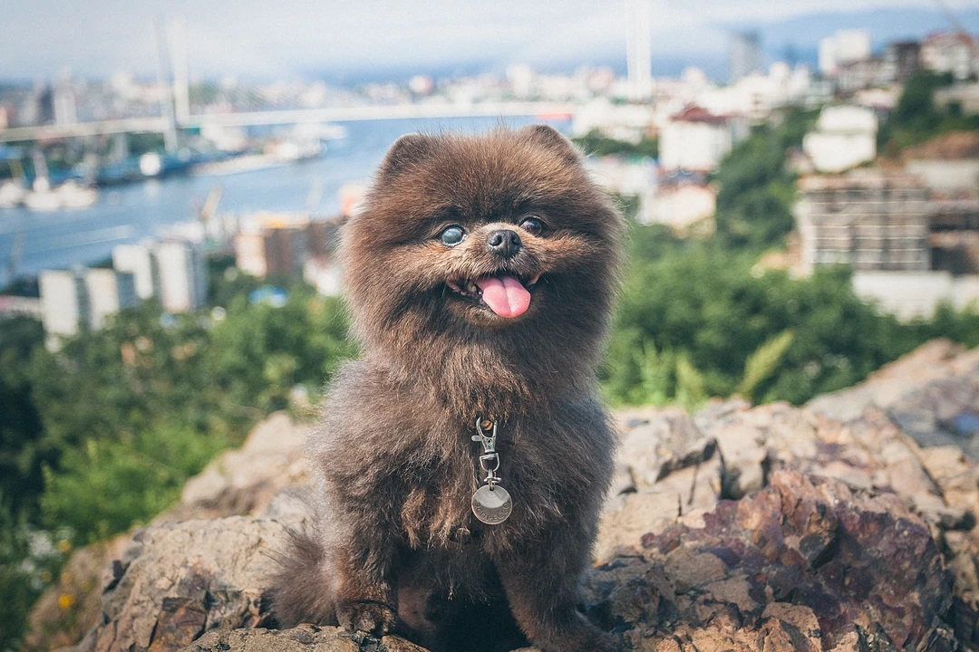 По Владивостоку и острову Русский с фотографом (Елена)