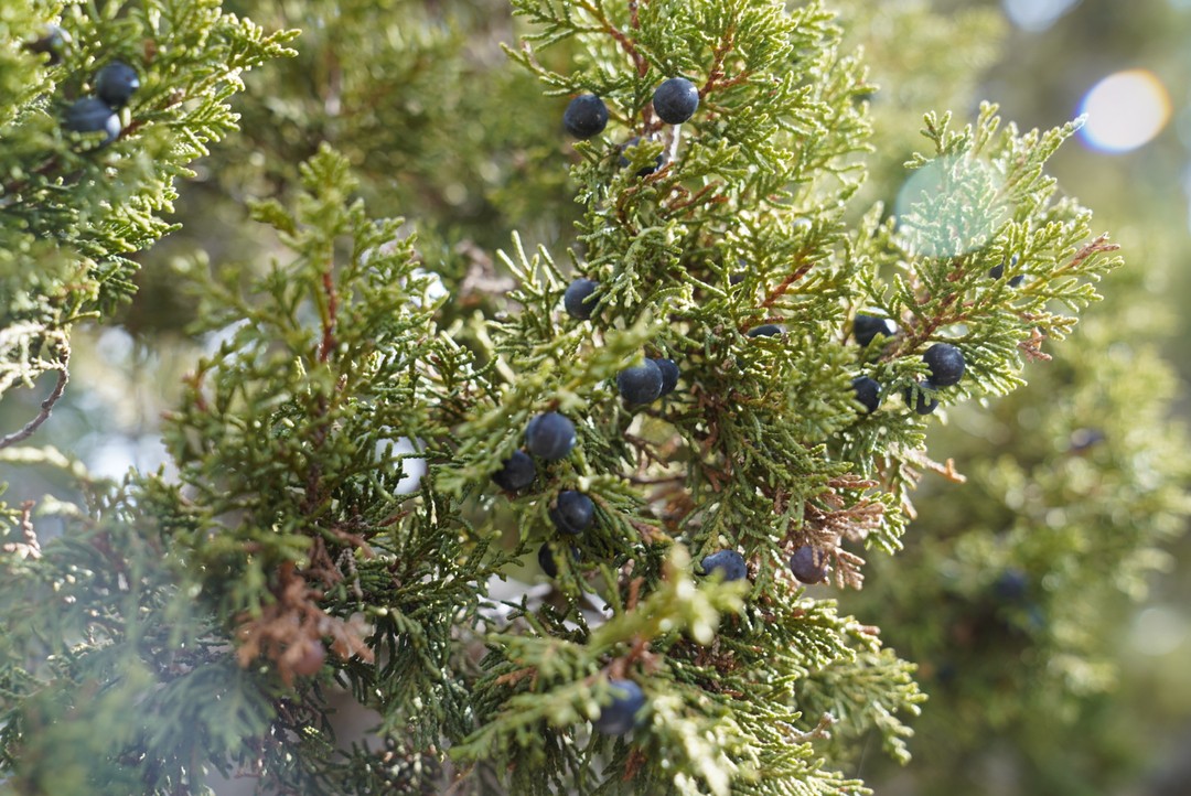 Безмерно благодарна Татьяне и Игорю. Экскурсия была великолепна, столько нового попробовали в Таверне, приобрели вина бесподобные