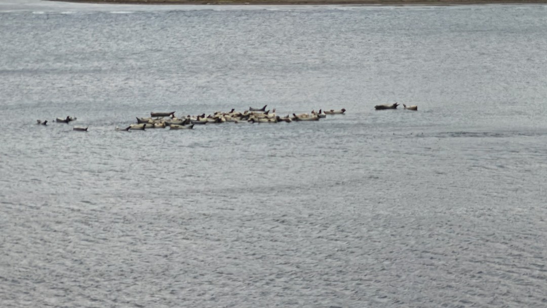 Первый раз выезжали с этой компанией. Все хорошо организовано. Качественно спланирован маршрут. Изысканный фуршет на берегу