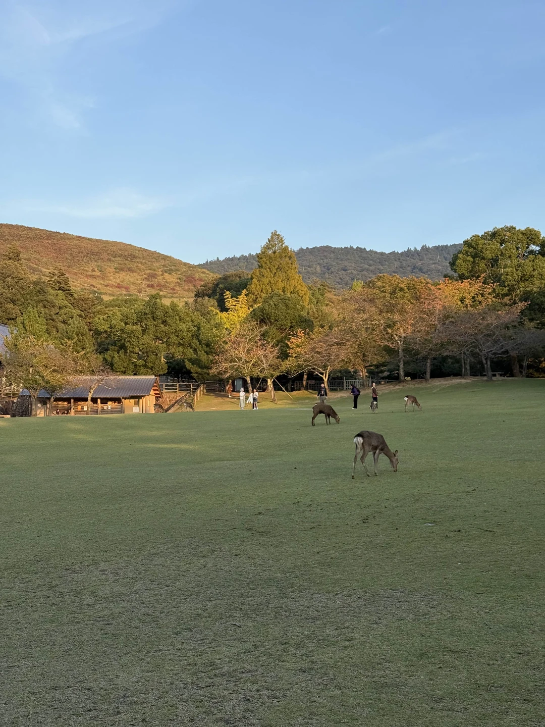 Марина очень профессиональный гид, досконально знает историю Японии! Очень приятная, везде помогала купить билеты, подсказывала лучшие