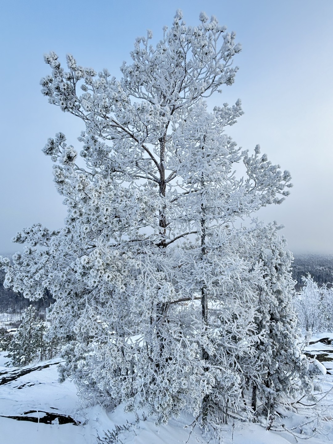 Отлично провели 4 дня в зимней сказке. Новые,уютные и теплые домики. Вкусные и разнообразные завтраки. Подача блюд -шедевр.