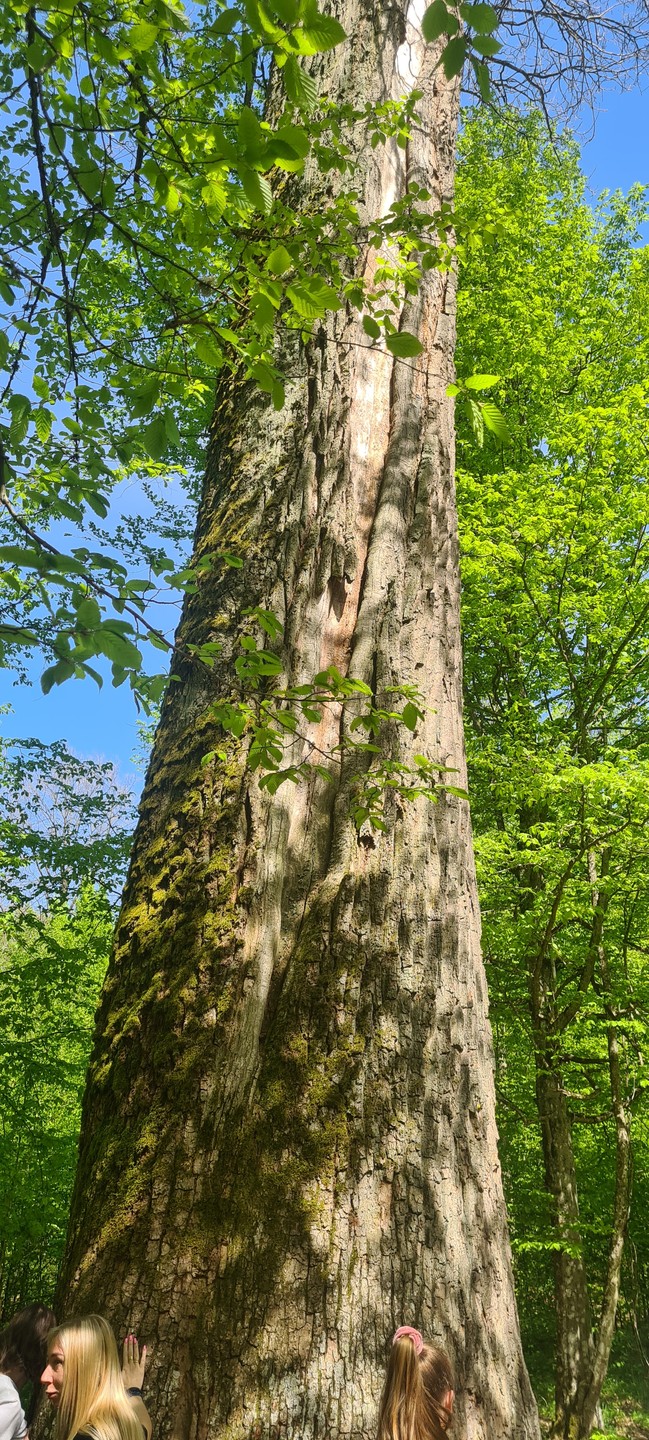 Беловежская пуща по выходным и праздникам (Александра)