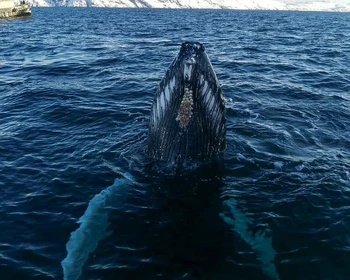 Териберка, поиски китов
