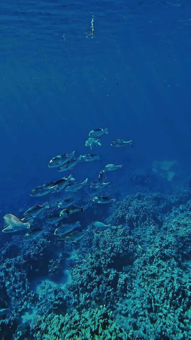 Замечательно провели время в компании с Анастасией и Лоаем. Один из самых красивых и богатых рифов