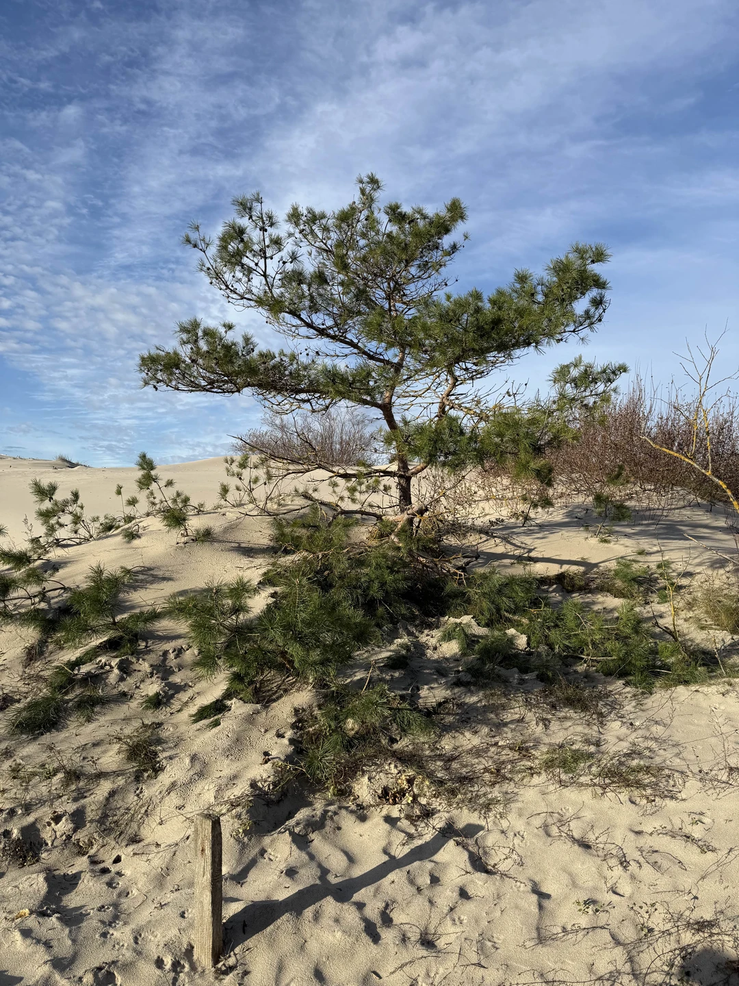 Сказать, что мы с подругой остались довольны экскурсией - не сказать ничего! Это восторг! Наш гид
