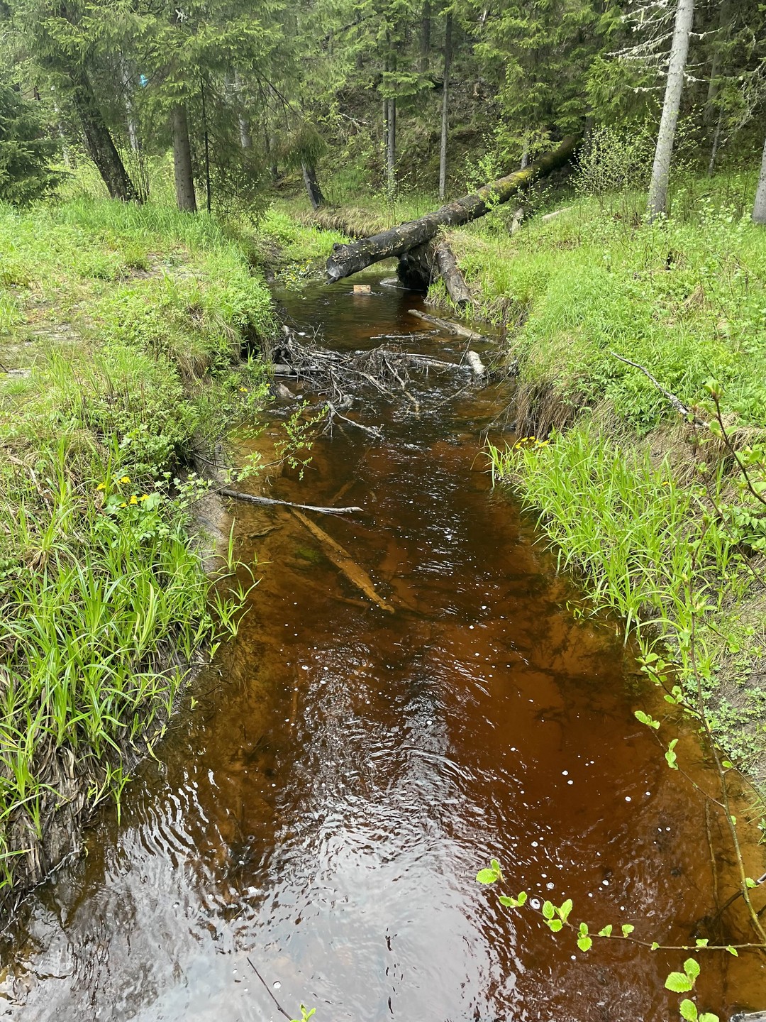 Посетили экскурсию из Питера водопады, оленья ферма, парк Рускеала и Сортавала. Было отлично организовано, удобный микроавтобус
