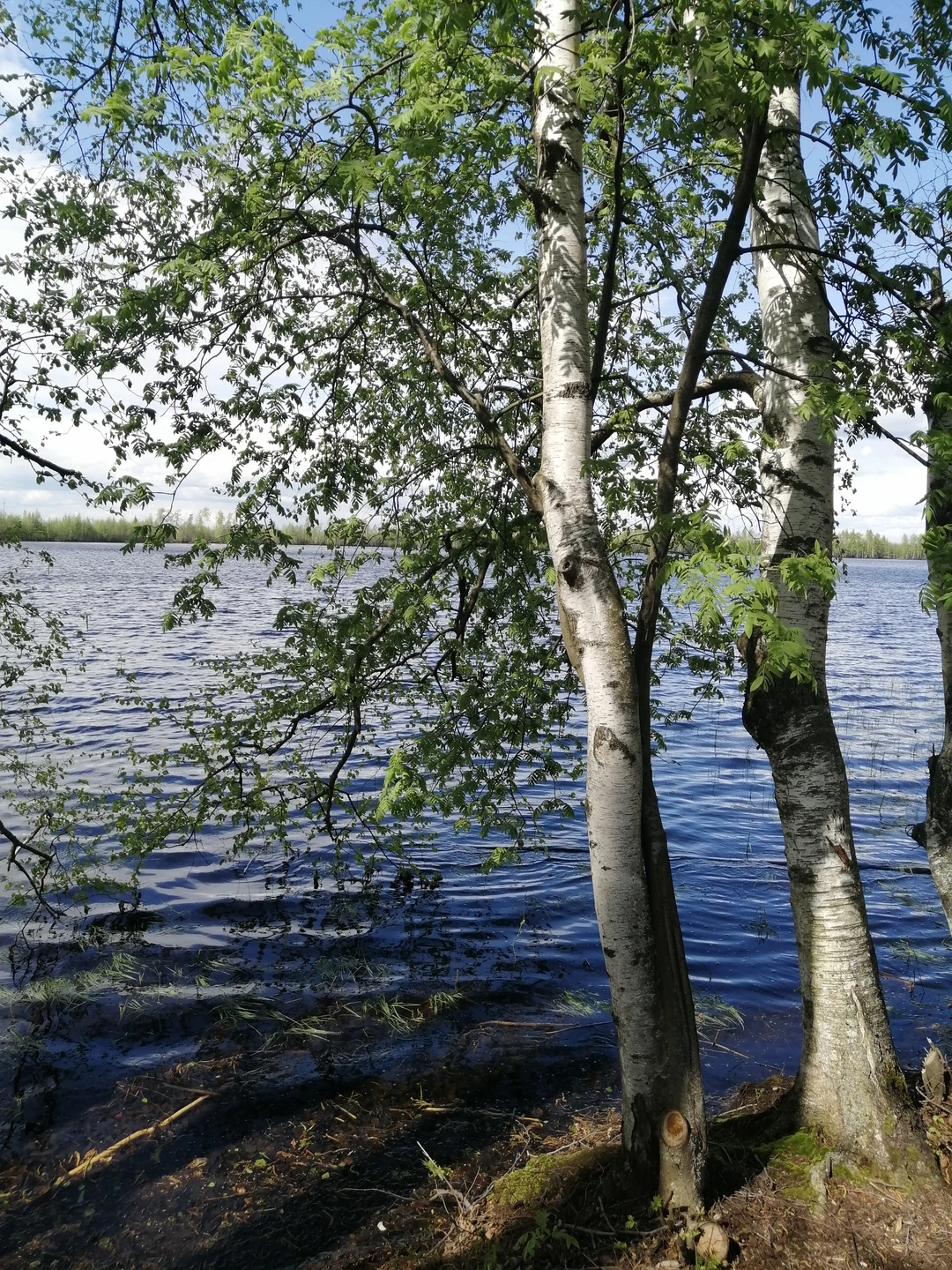 Солотча - «ворота Мещеры» на вашем авто (ANDREY)