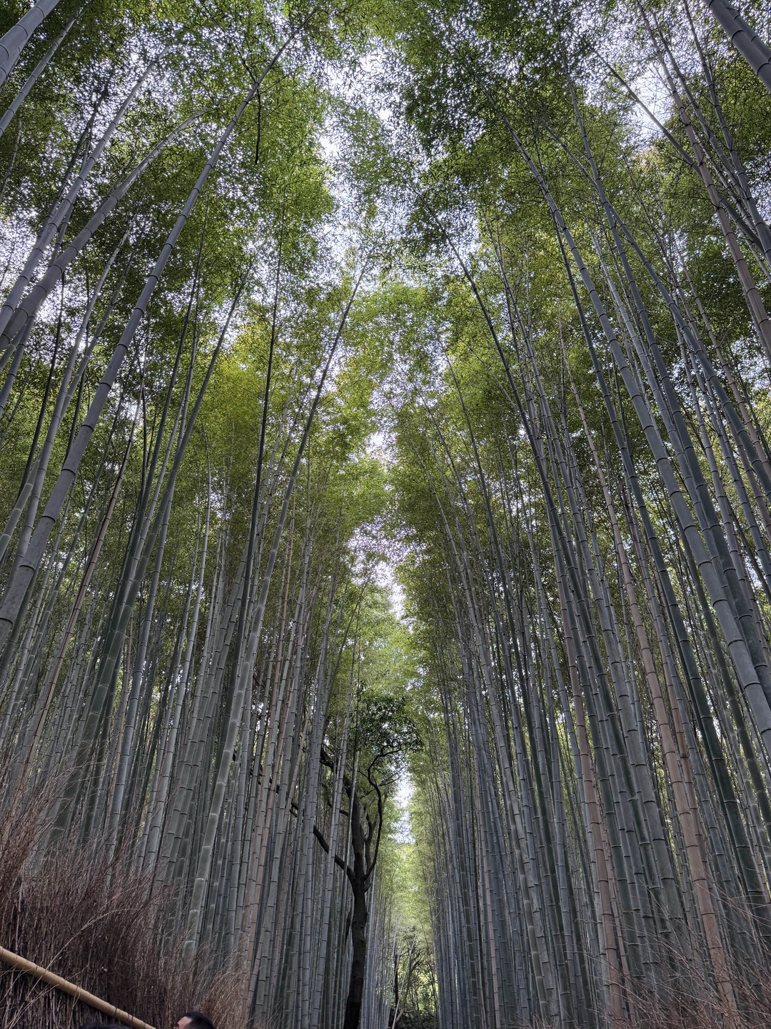 Культовые памятники Киото (Раисат)