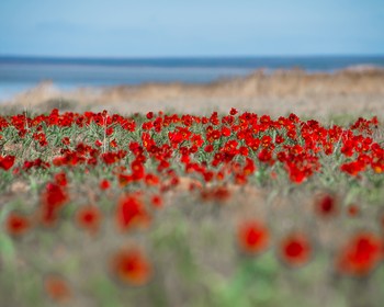 Заповедная территория, цветочные поля, колонии птиц и священный тополь