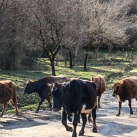 Фото отзыва 3: экскурсия "Душевное путешествие по Абхазии (из Сочи)"