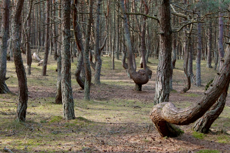 Из Калининграда - на Куршскую косу и в Зеленоградск