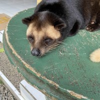 Фото отзыва 1: экскурсия "Сердце Бали: живописные плантации, парк птиц и краски Убуда"