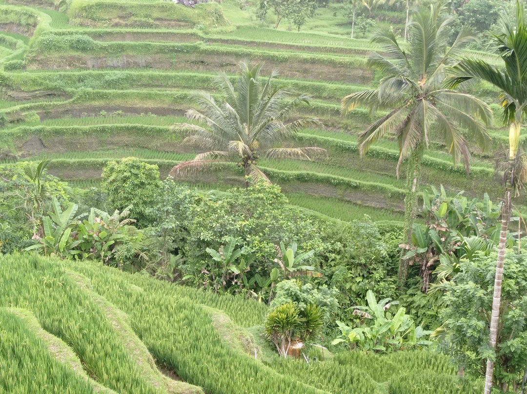 Сила отличный гид, все было очень интересно! Организация экскурсии на отлично!