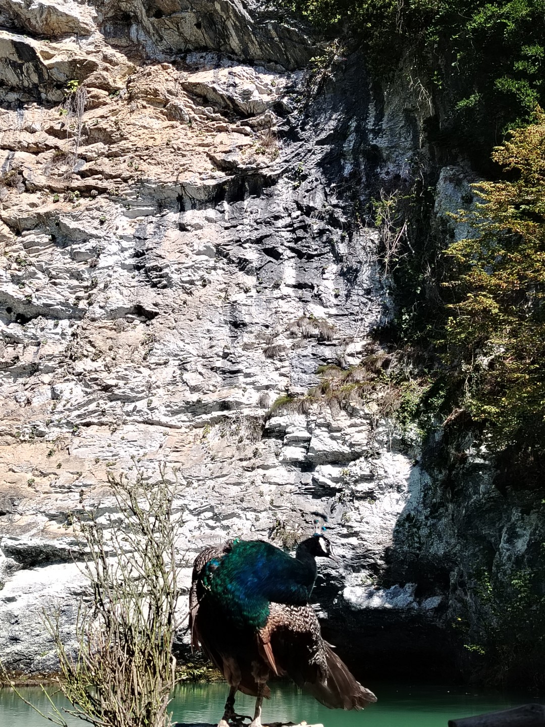 Очень понравилась поездка на озеро Рица. Наш водитель и экскурсовод Даниэль, рассказал нам много из истории