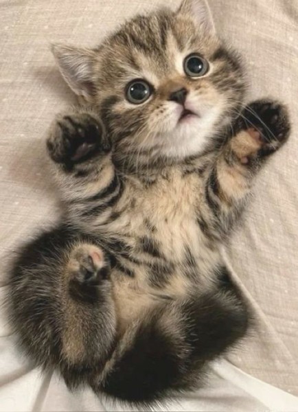 Индивидуальная Экскурсия с собакой с тарифами (Михаил)