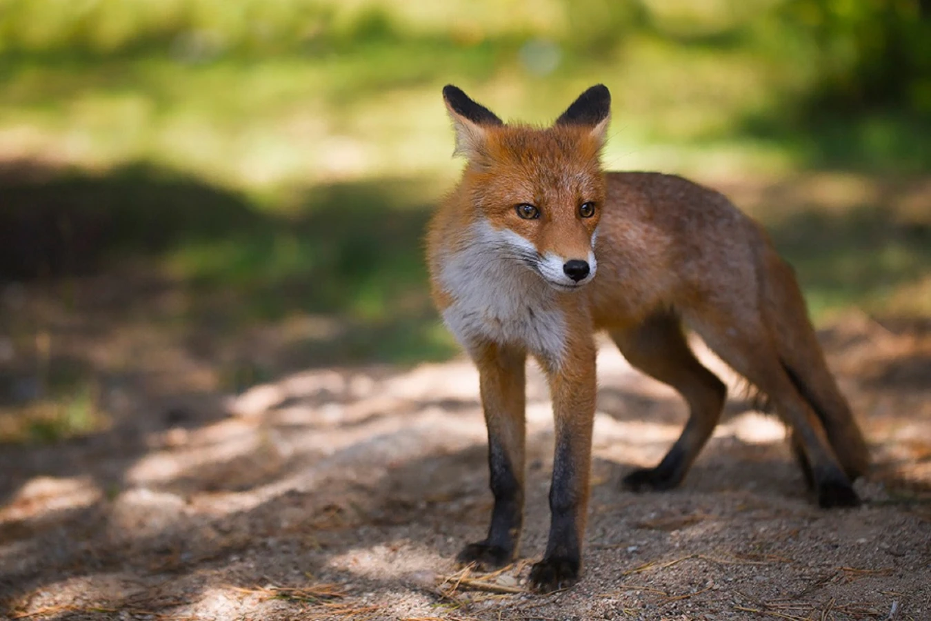 В Зеленоградск и на Куршскую косу из Калининграда