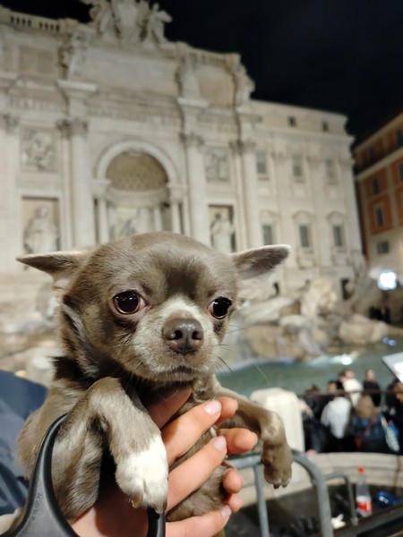 На экскурсии в моей мини группе присутствовали только я и моя собака. Так получилось, что в