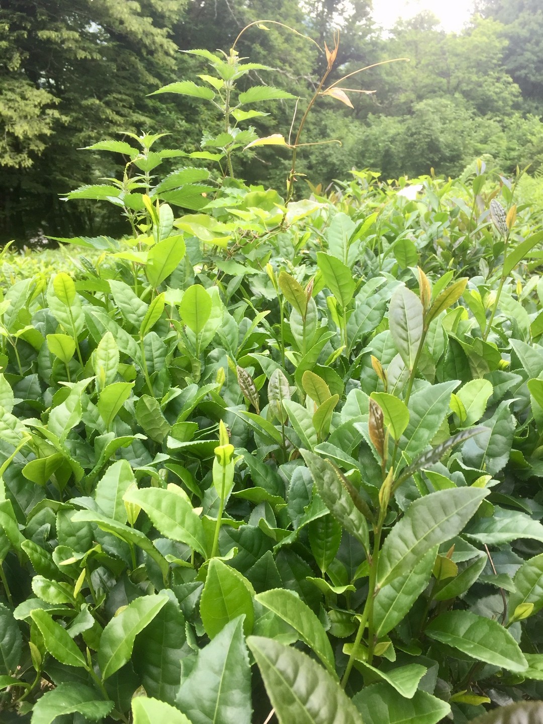 Великолепная экскурсия!