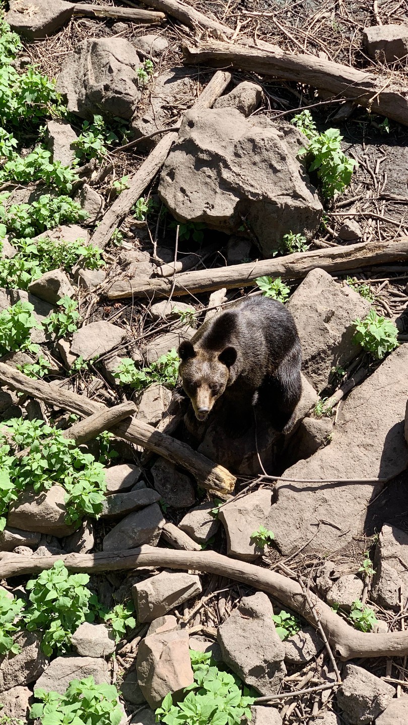 Сафари-парк и три бухты: Муравьиная, Шамора и Стеклянная (Максим)