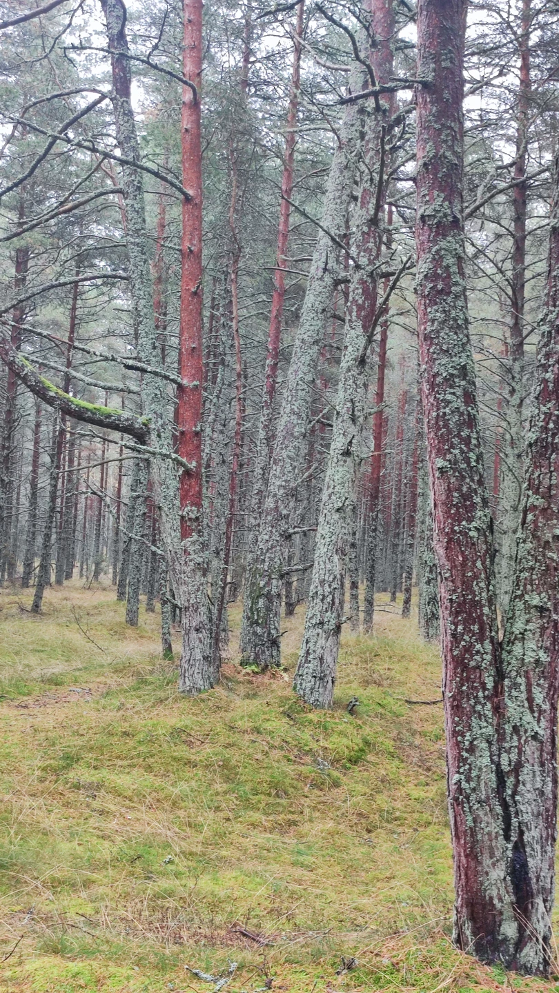 Утренняя Куршская коса, Зеленоградск и замок Нессельбек на автобусе (Полякова)