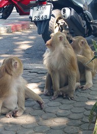 Фото отзыва 3: экскурсия "Лучшее на Пхукете за 1 день"