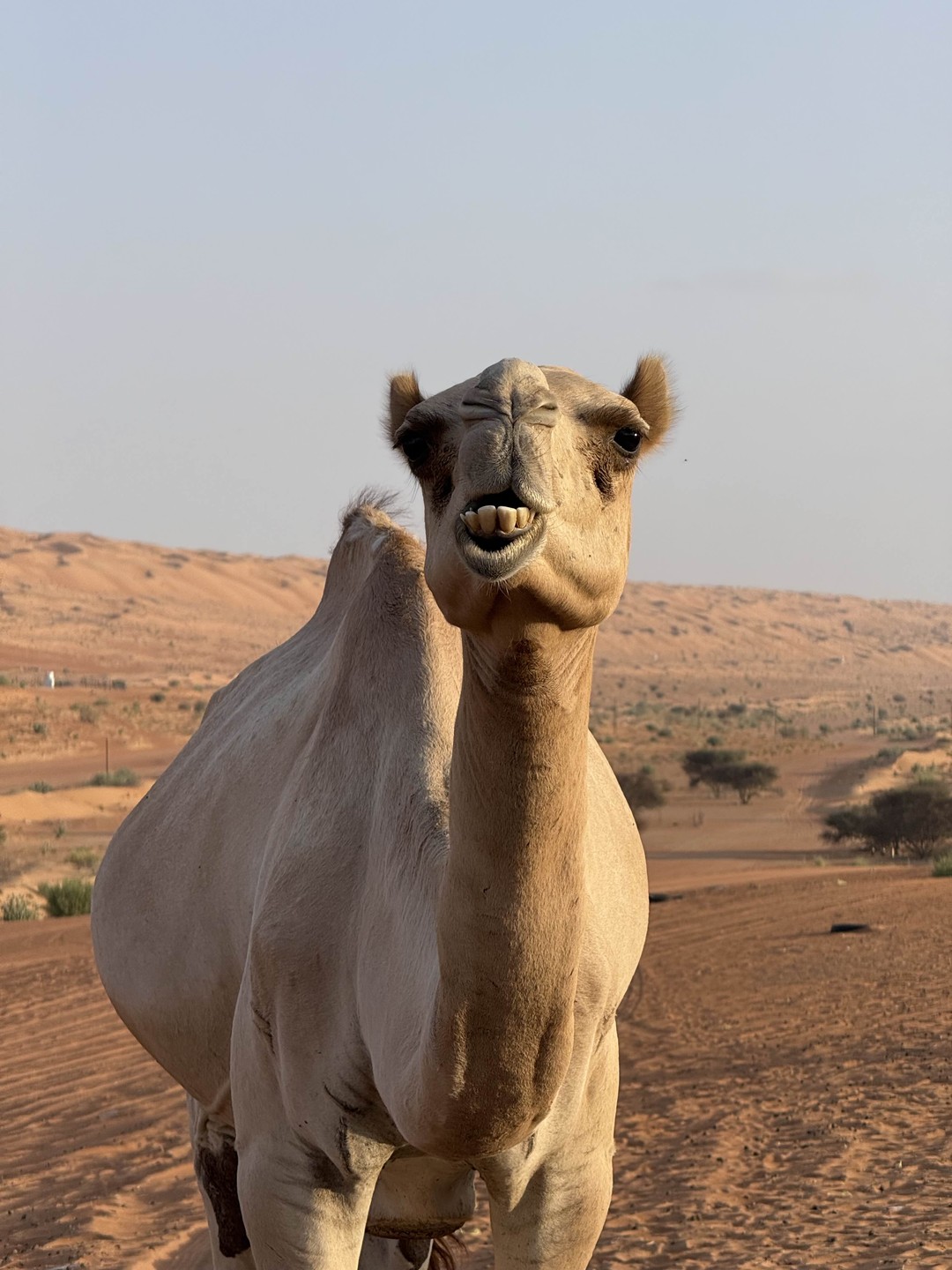 Огромное спасибо Илье за наш замечательный день в Омане! Все организовано на высшем уровне, от программы