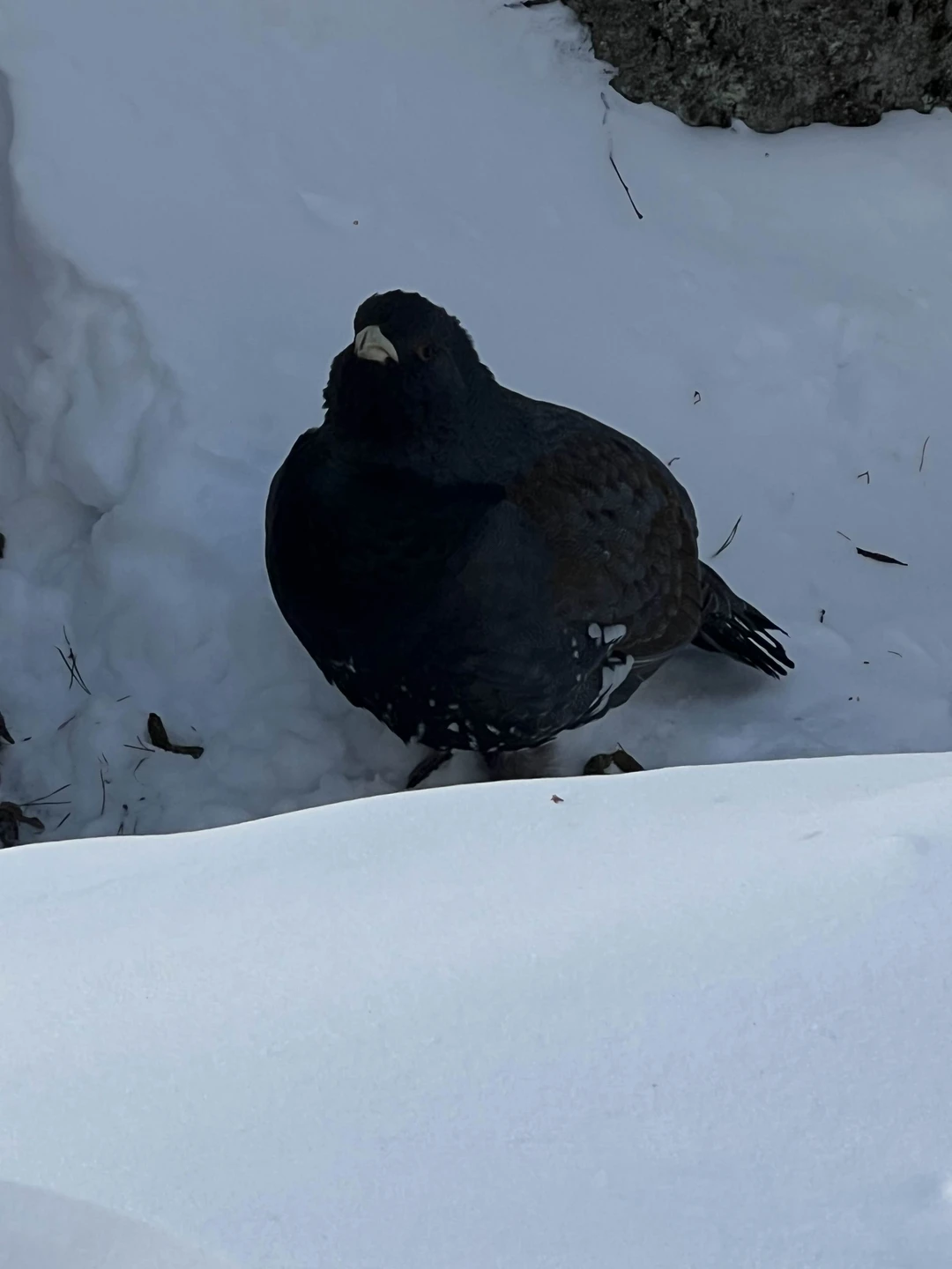 31 декабря 2025 была на экскурсии на центральные столбы в сопровождении гида Алены. Словно предновогодний подарок