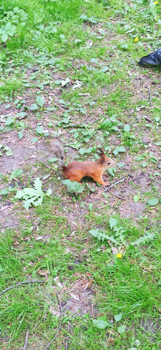 К фонтанам Петергофа — с ветерком на метеоре (14/17)