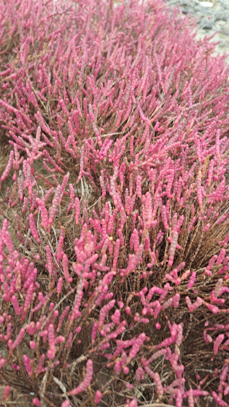 Агатовые горы Хызы, грязевые вулканы, розовое озеро и скала Бешбармаг (14/21)